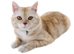 宠物猫