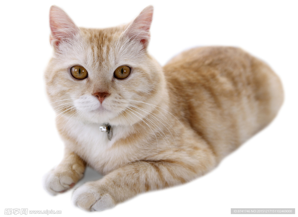 宠物猫