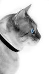 宠物猫