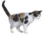宠物猫