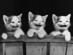 宠物猫