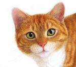 宠物猫