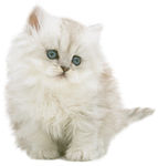 宠物猫