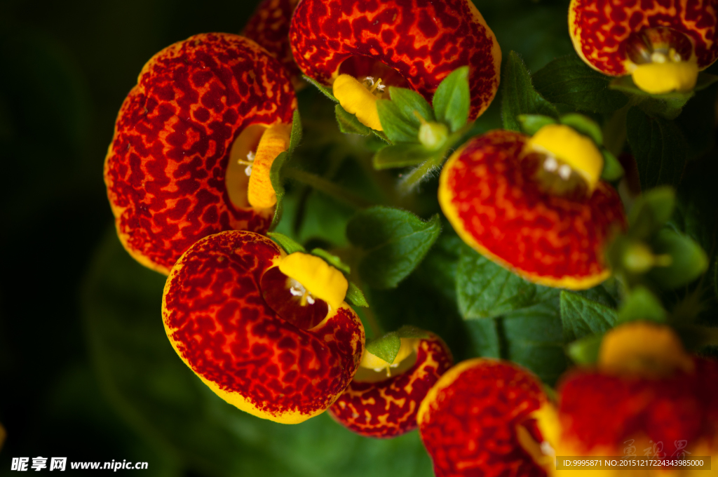 鲜花