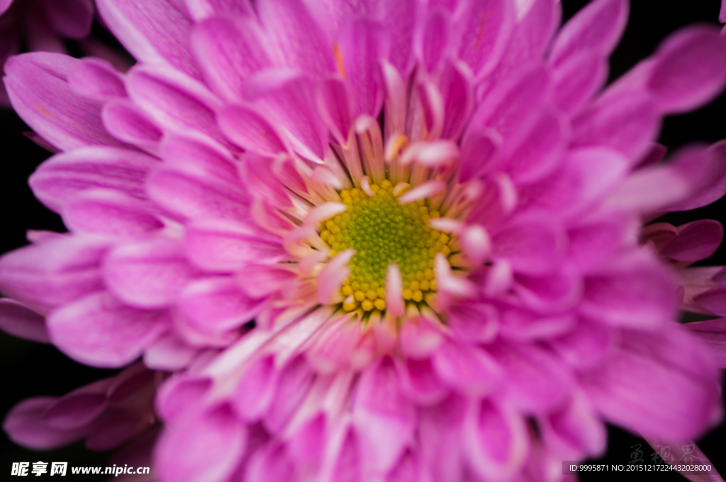 鲜花