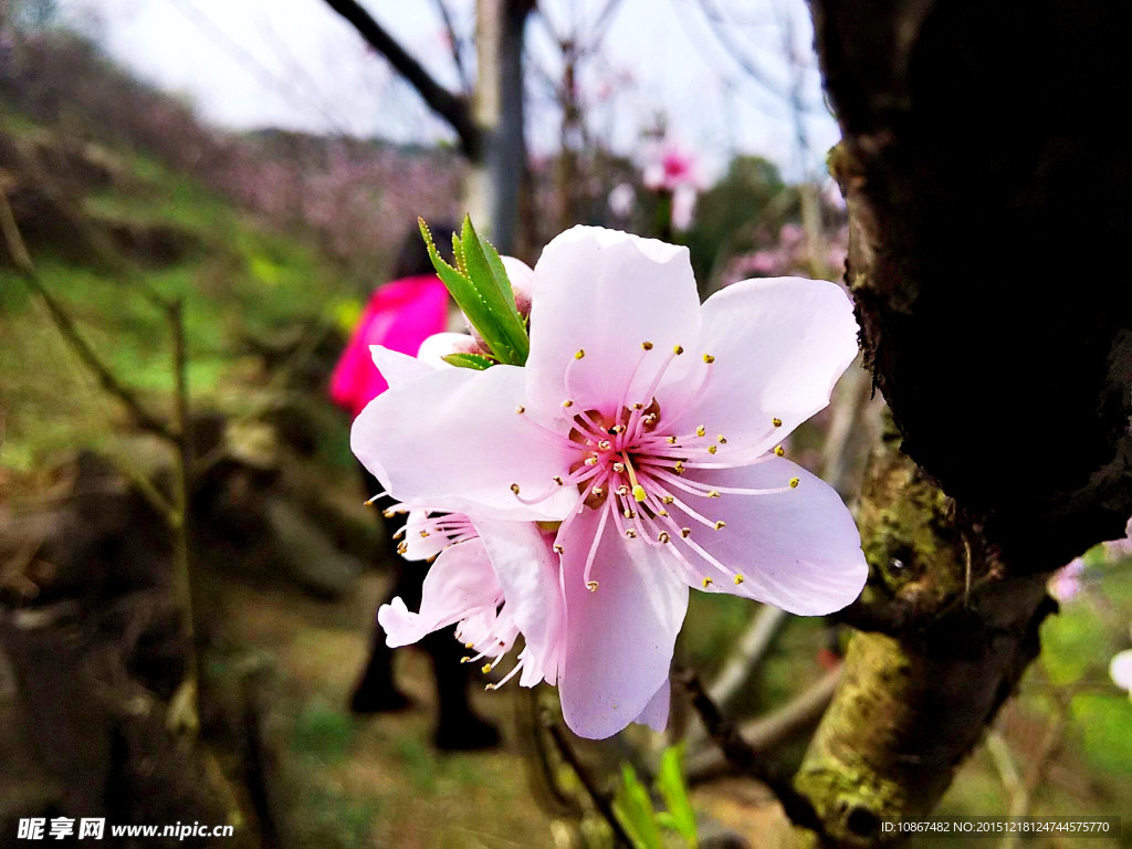 桃花一朵朵
