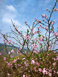 桃花山