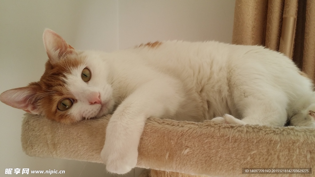 猫