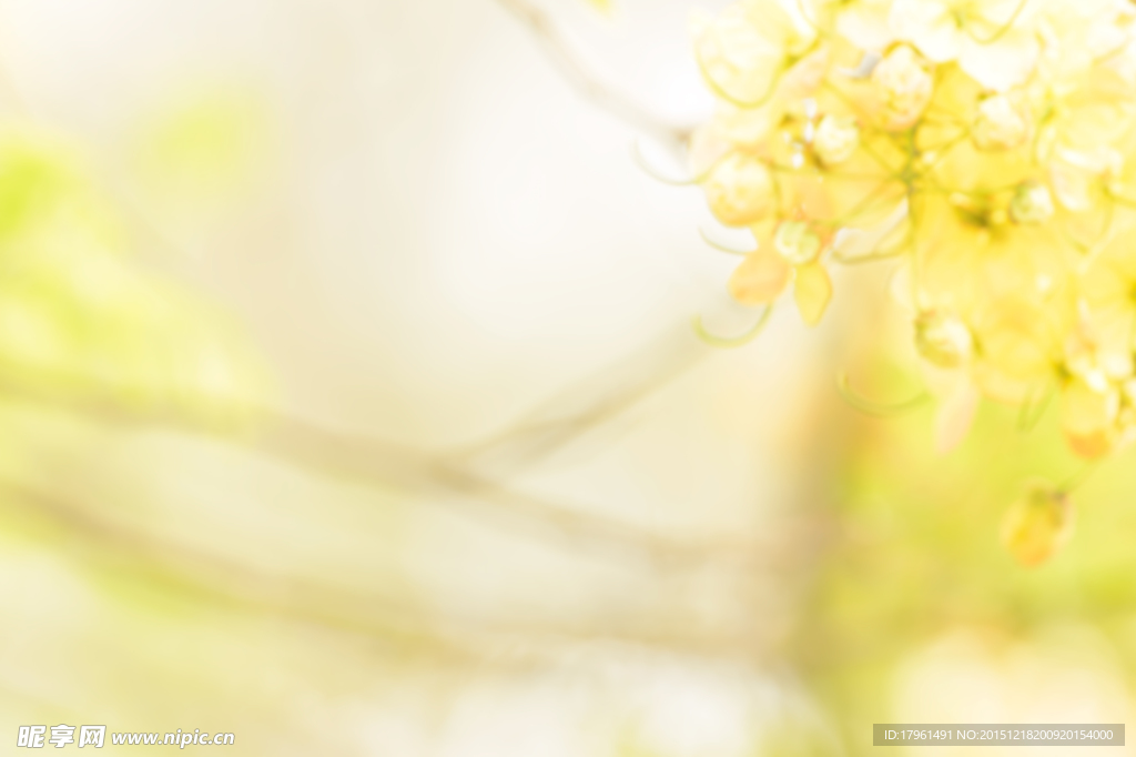 唯美小黄花