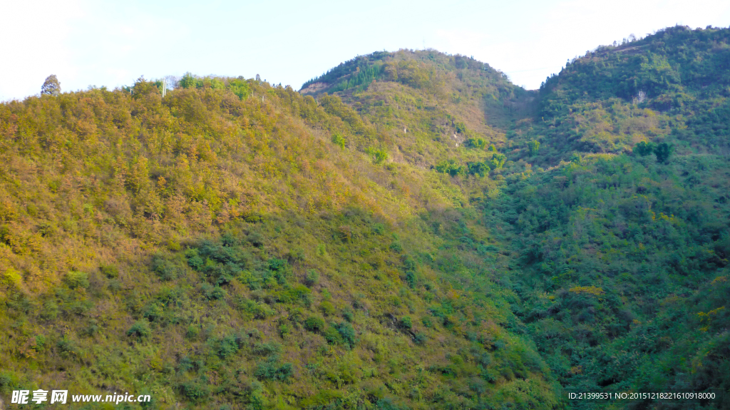 金黄山林 大山 山野 山林冬景