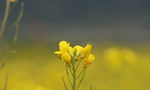 油菜花