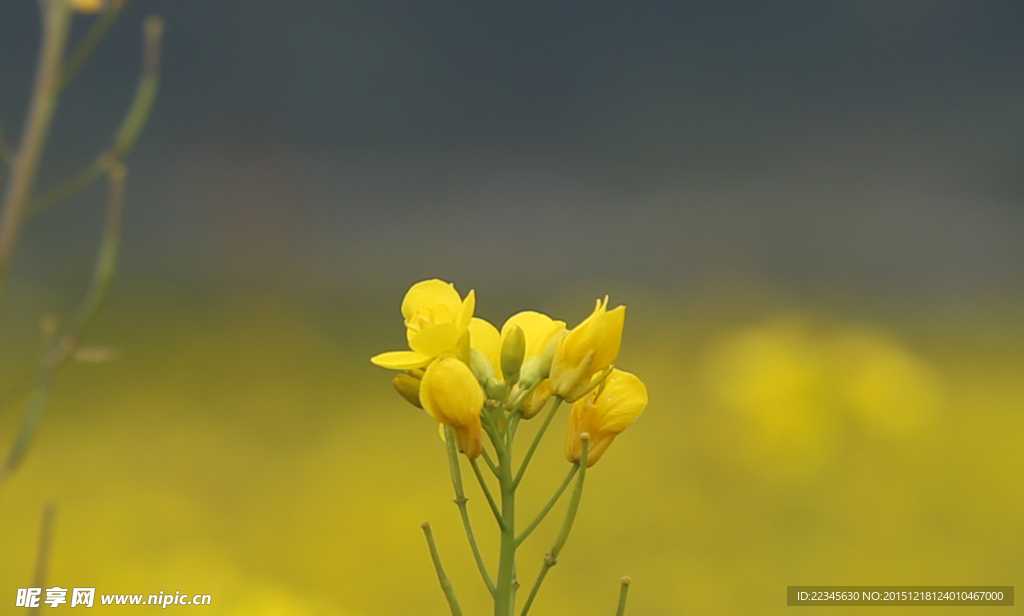 油菜花