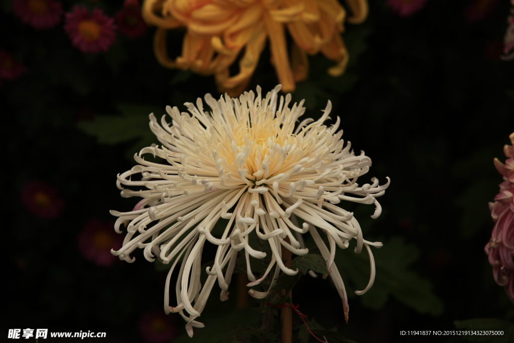 菊花