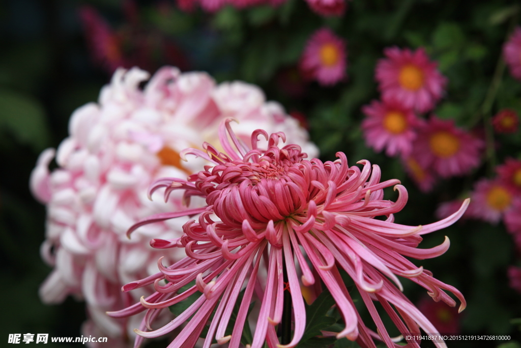 菊花