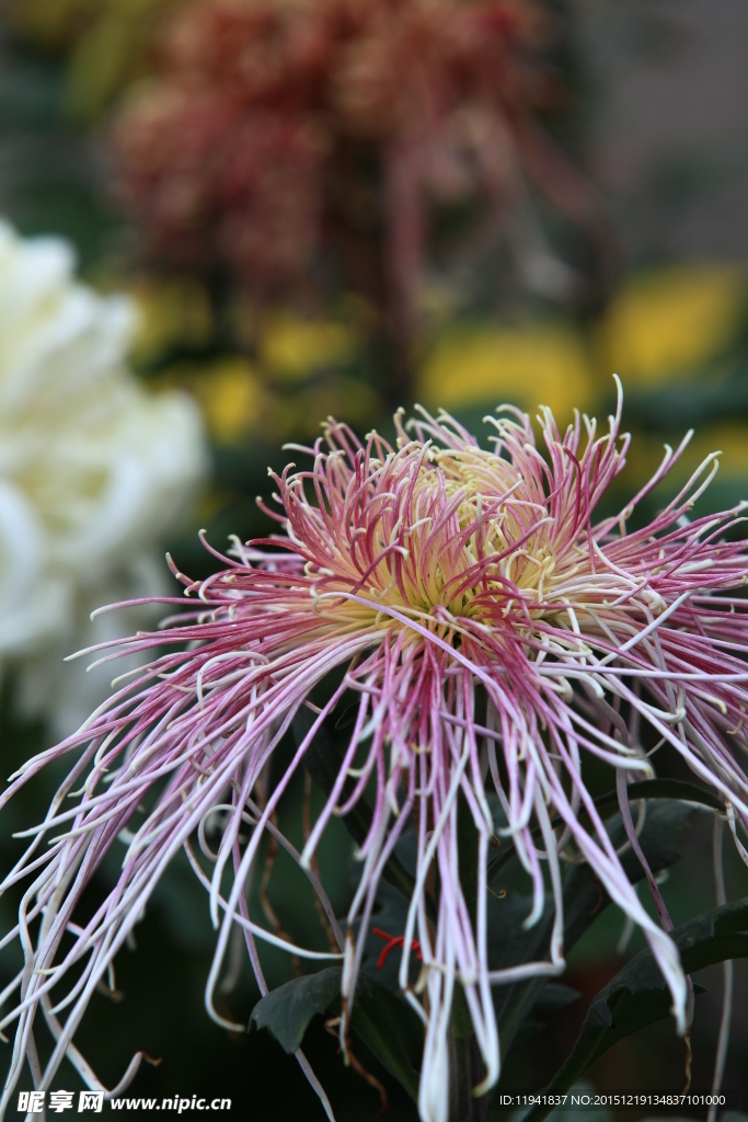 菊花