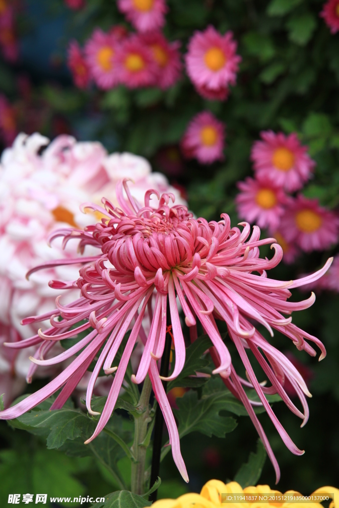 菊花