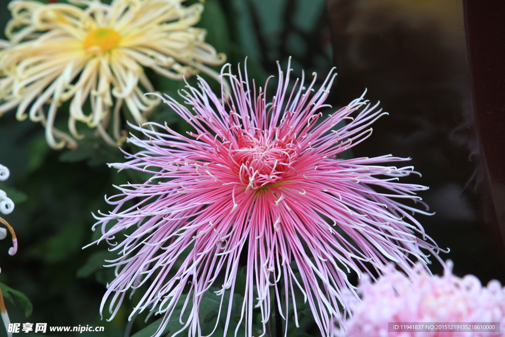 菊花