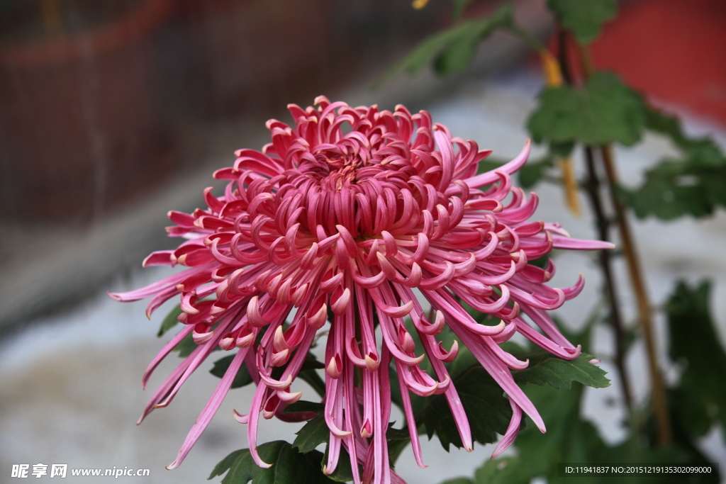 菊花