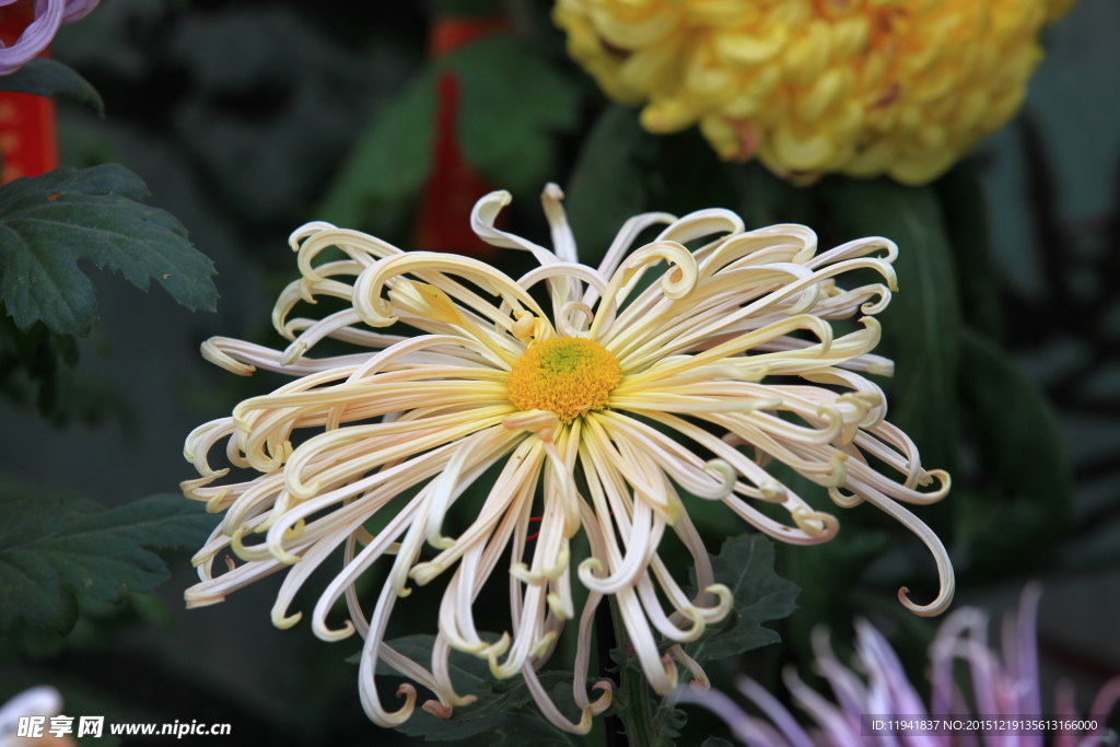 菊花