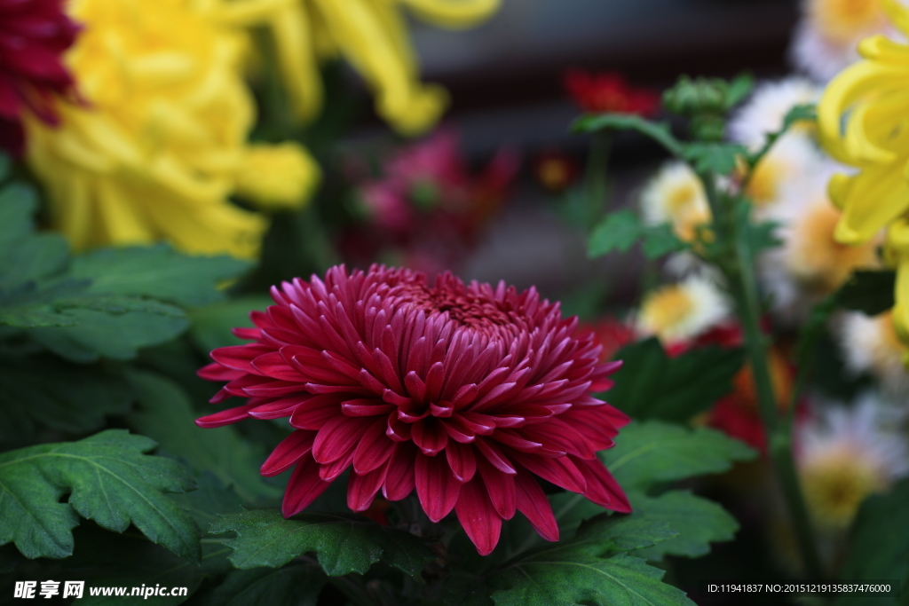 菊花