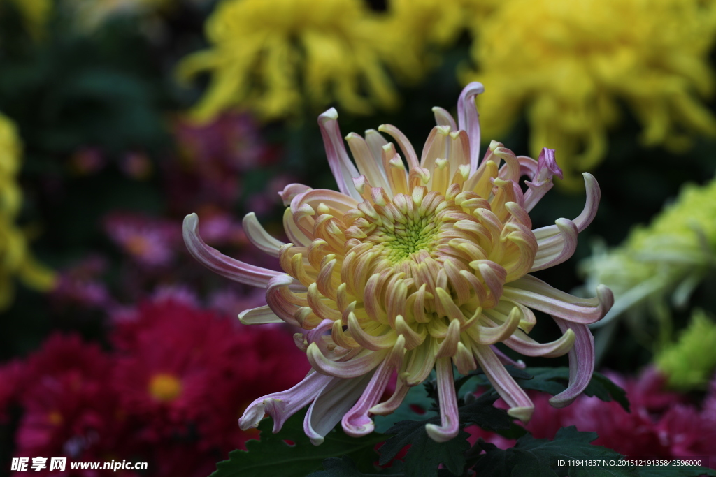 菊花
