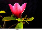 玉兰花