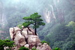 黄山迎客松