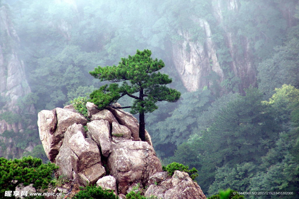 黄山迎客松