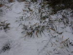雪粒