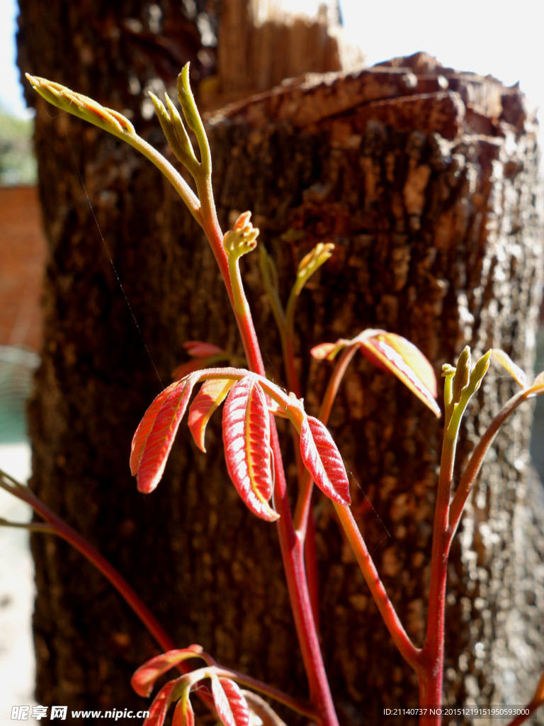 香椿树芽