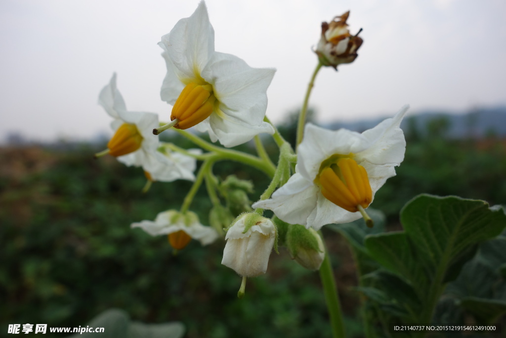 西红柿花