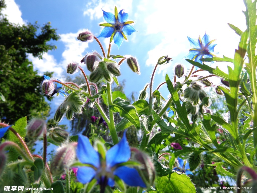 野生花卉 花蕾