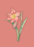 花素材 复古大花