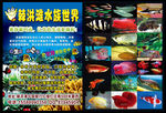 鱼缸水族彩页海底世界彩页
