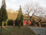 嵩岳寺 古槐树