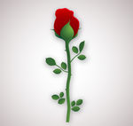 玫瑰花