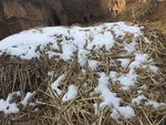 稻草上的白雪