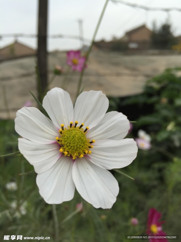 白色格桑花