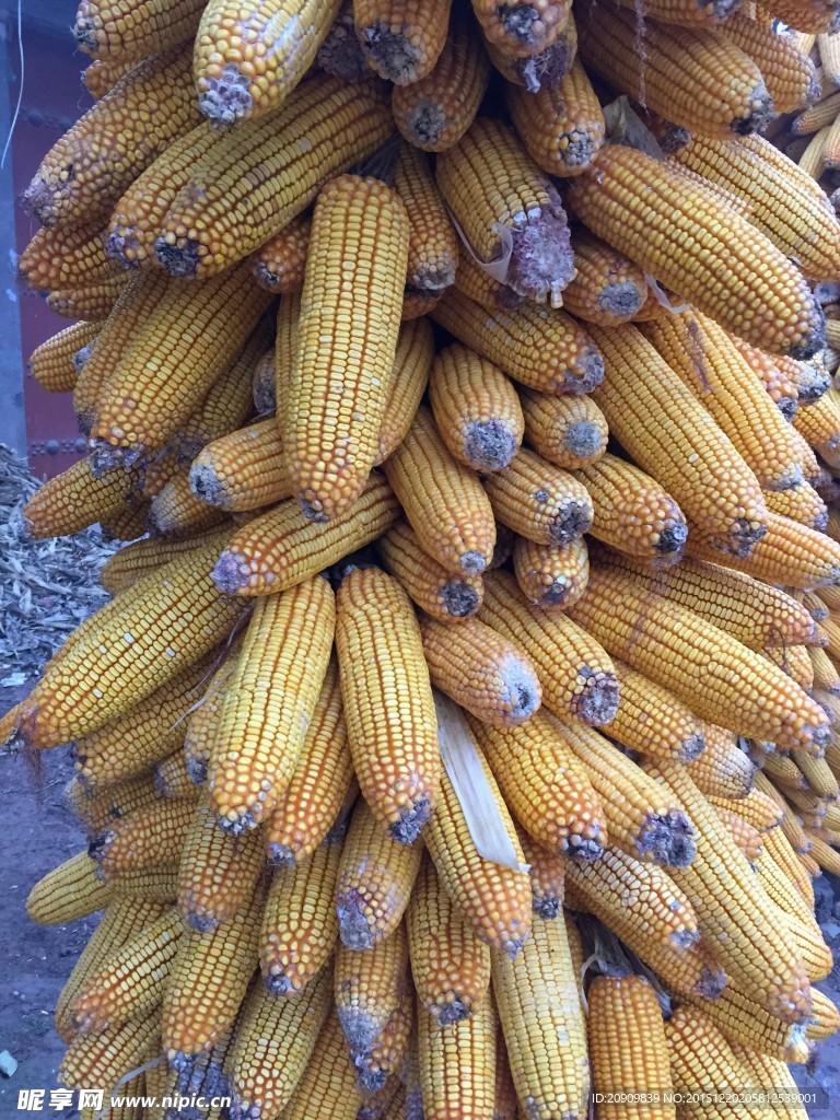玉米