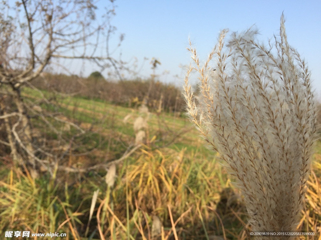 田野上的芦苇花