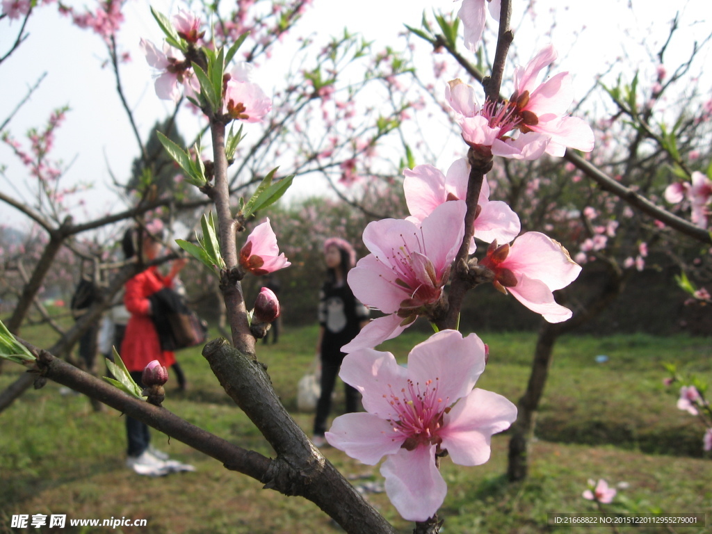 桃花