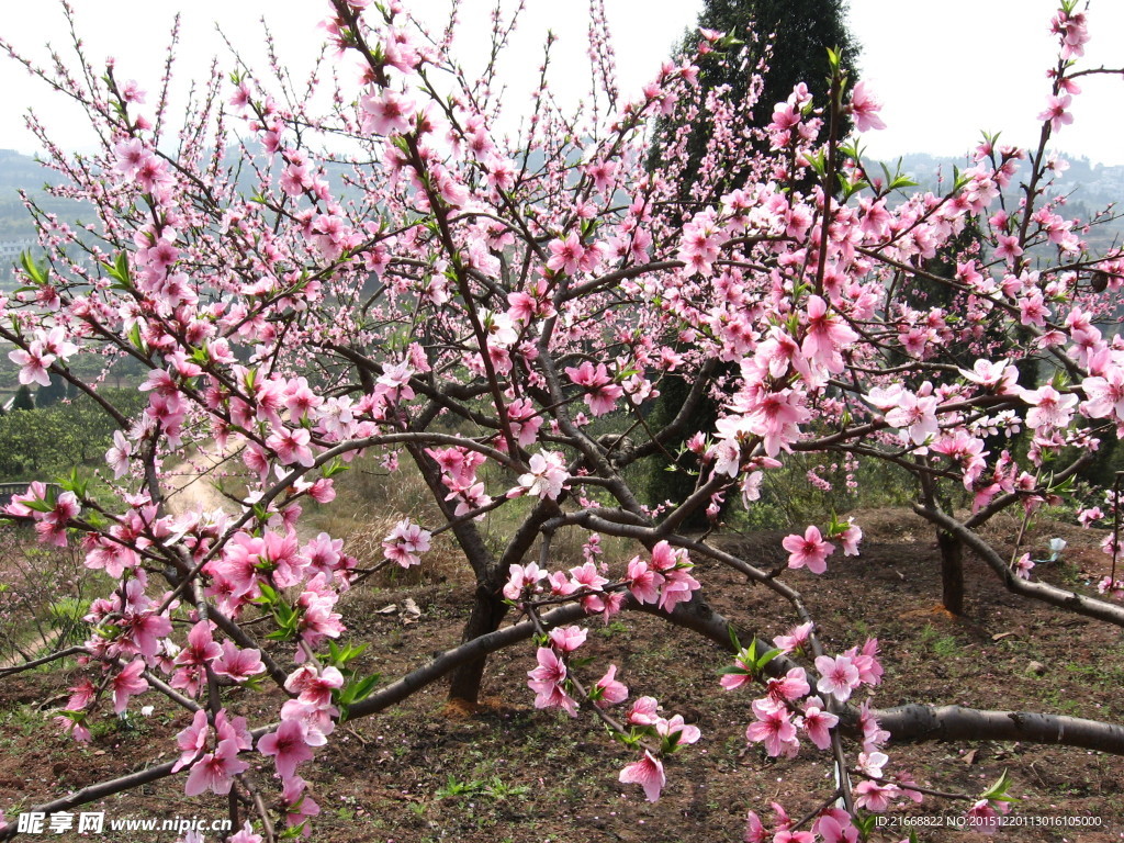 桃花