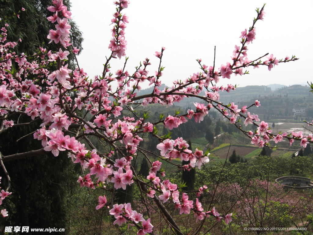桃花