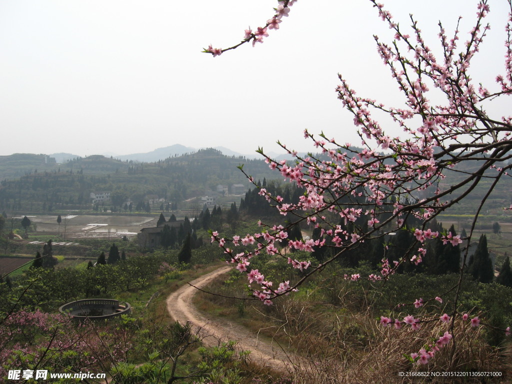 桃花配山景