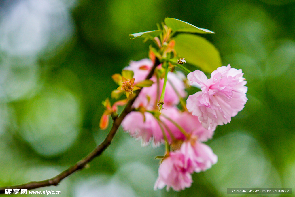 樱花