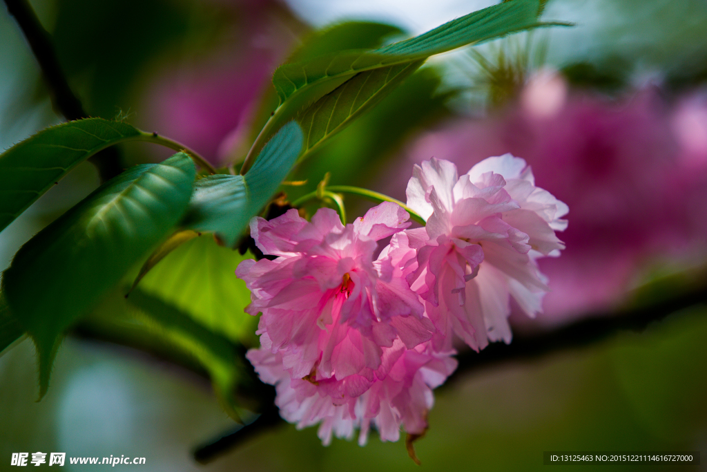 樱花