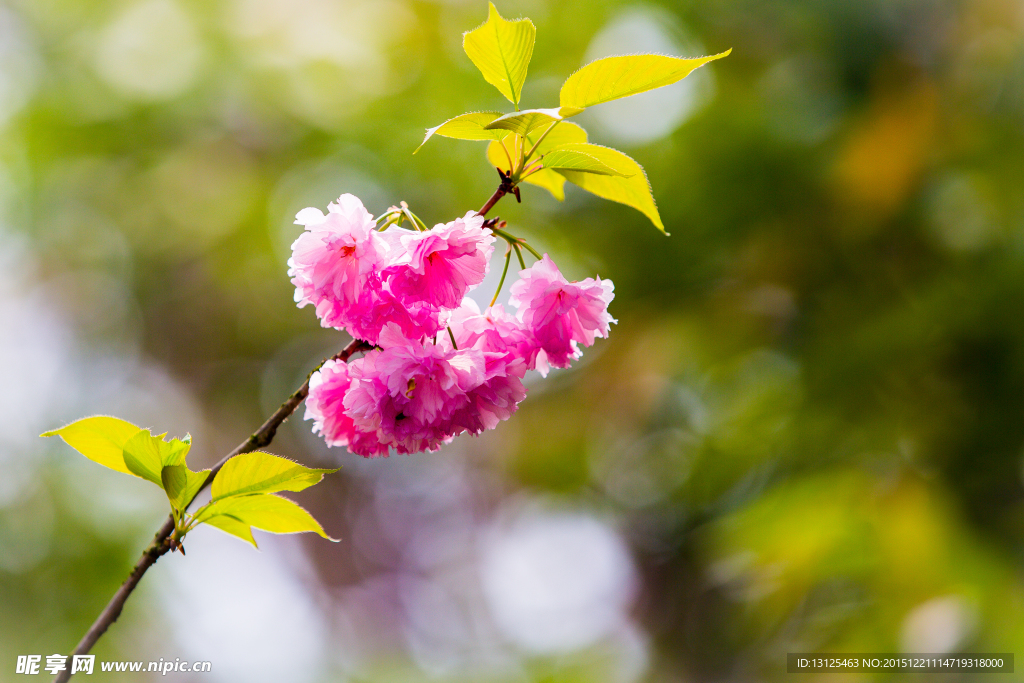 樱花