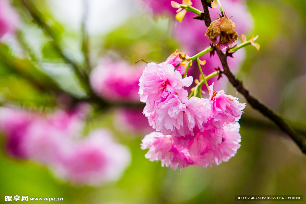 樱花