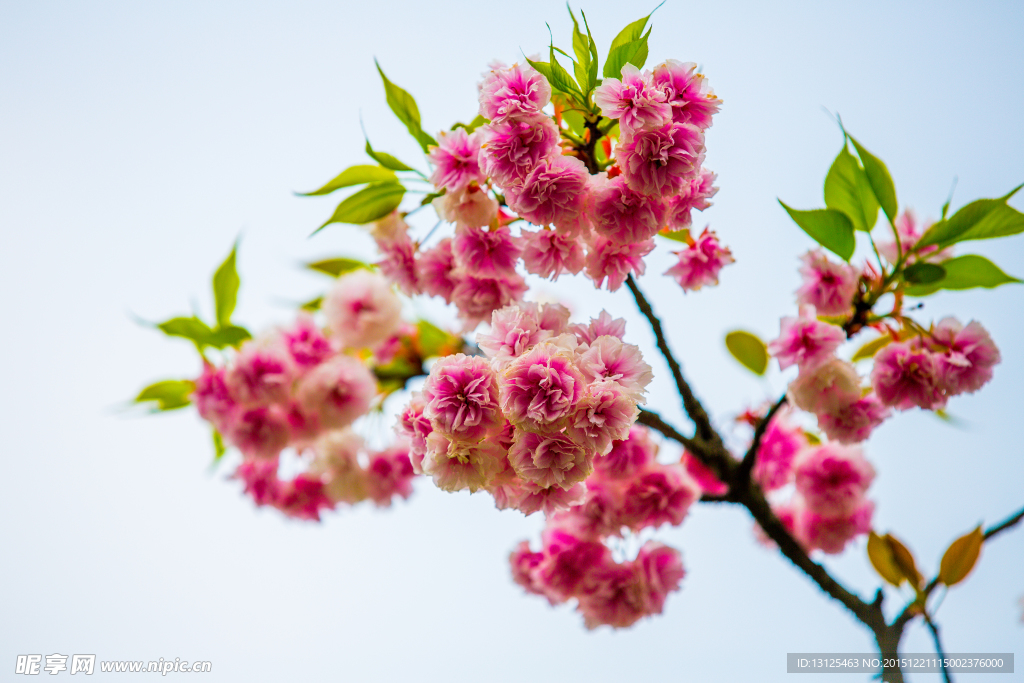 樱花