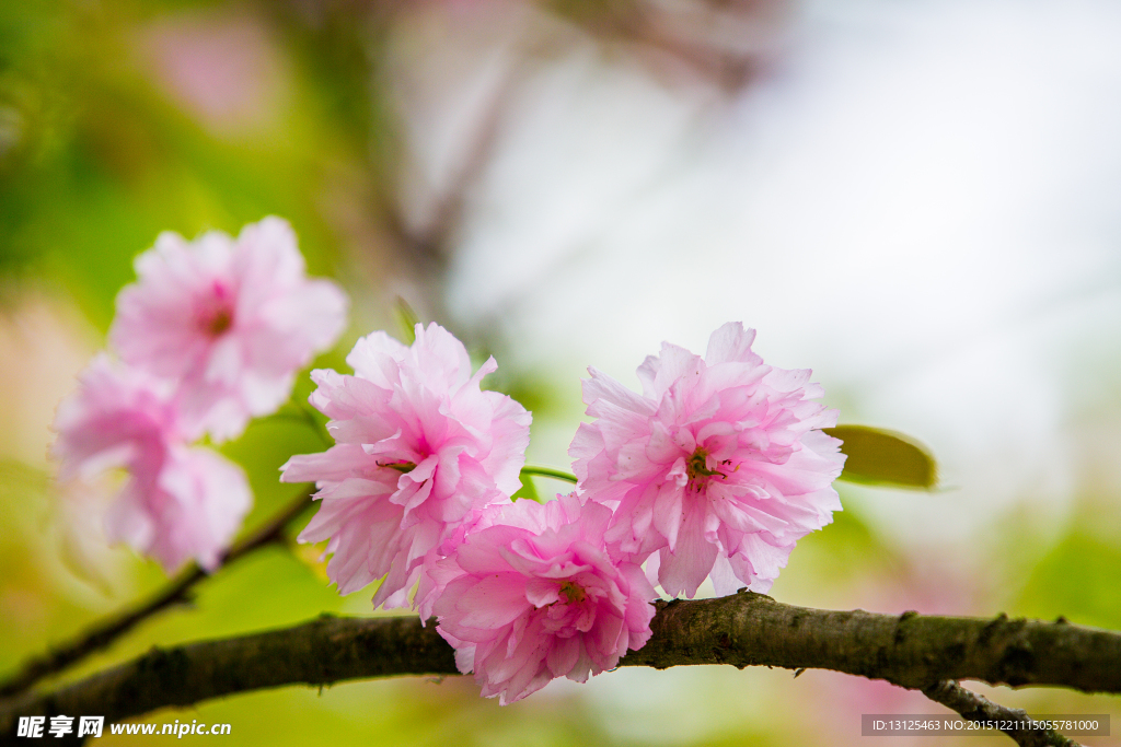 樱花